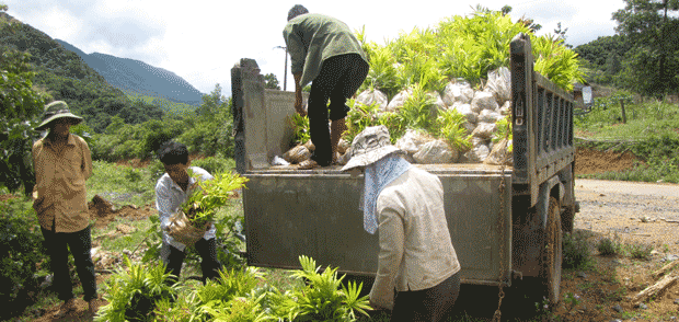 Rattan planting for livelihoods and conservation in central Vietnam Rattan planting for livelihoods and conservation in central Vietnam