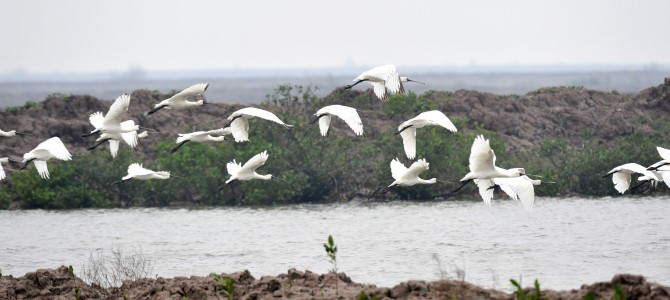 Chào đón chim di cư – Việt Nam 2015