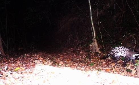 Records of two Large-spotted Civet and Owston’s Civet in Phong Dien Nature Reserve, Thua Thien Hue province