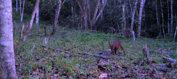 Dong Chau-Khe Nuoc Trong forest – one of the last havens for the Large-antlered Muntjac Muntiacus vuquangensis?