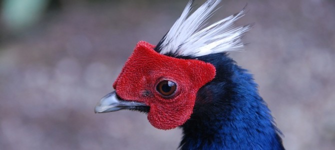 Efforts are underway to reintroduce Edwards’s pheasant back into the wild