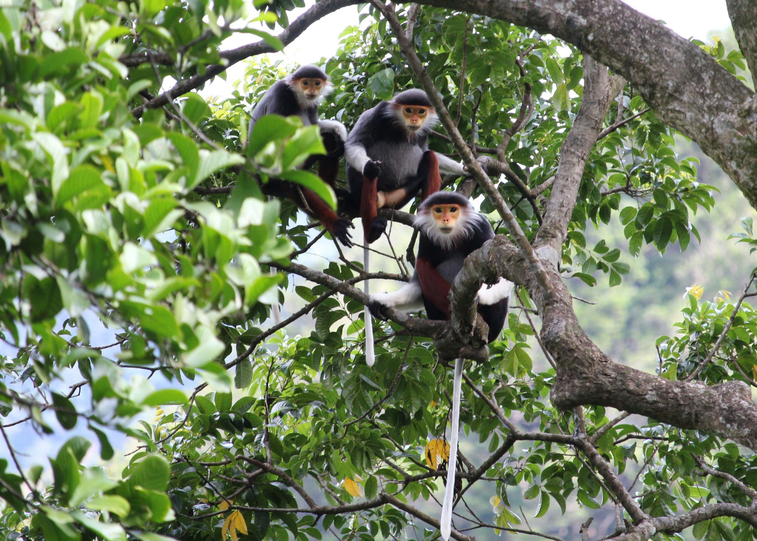 Viet Nature organized an educational event entitled “Exploring the Red-shanked Douc Langur” in Dong Chau – Khe Nuoc Trong forest